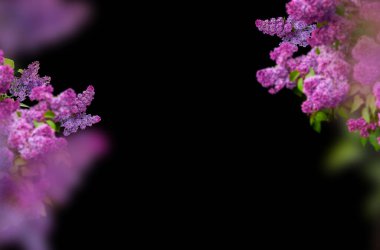 Çiçek açan dal, yalıtılmış, leylak, mor ve beyaz, arkaplan, soyut, bahar