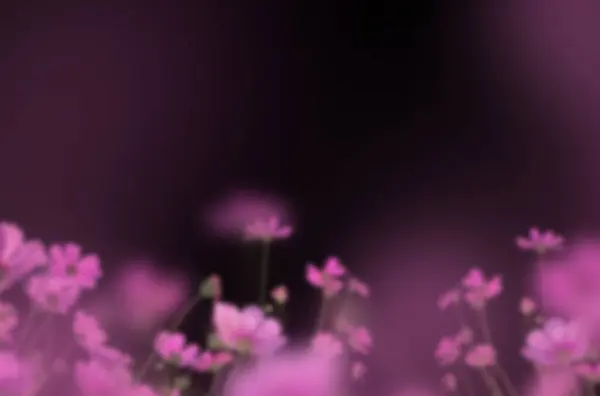 Çiçek dalları, tarlalar, çiçekler, soyut, arka plan, yalıtılmış, leylak, beyaz çiçekler, gül, çiçek açan dal, çalı