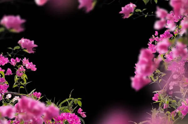 Çiçek dalları, tarlalar, çiçekler, soyut, arka plan, yalıtılmış, leylak, beyaz çiçekler, gül, çiçek açan dal, çalı