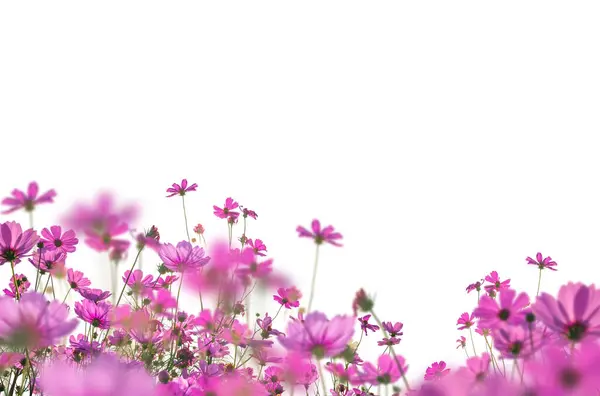 Çiçek dalları, tarlalar, çiçekler, soyut, arka plan, yalıtılmış, leylak, beyaz çiçekler, gül, çiçek açan dal, çalı