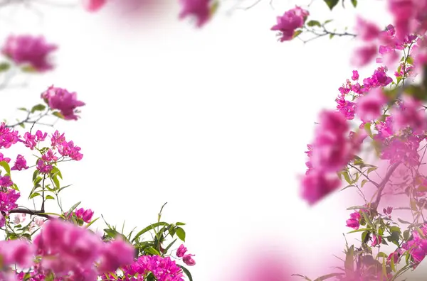 Bloesem Tak Veld Bloemen Abstract Achtergrond Geïsoleerd Lila Witte Bloemen — Stockfoto