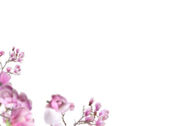 Çiçek açan dal, soyutlanmış, çiçek, kiraz, elma, çiçek, bahar, çiçek