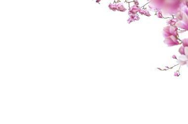 Çiçek açan dal, soyutlanmış, çiçek, kiraz, elma, çiçek, bahar, çiçek