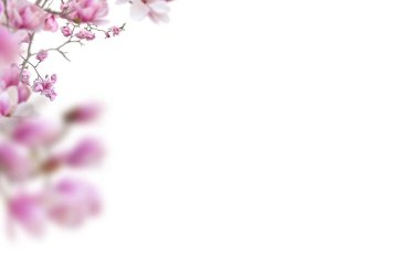 Çiçek açan dal, soyutlanmış, çiçek, kiraz, elma, çiçek, bahar, çiçek