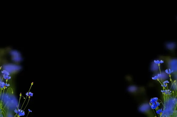 Çiçekli çalı, dal, çiçek, bahar, izole, tarla, gelincikler, papatya, lavanta, kompozisyon