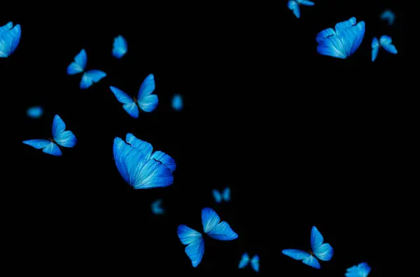 Uçan kelebek, kompozisyon, izole edilmiş, mavi, sarı, pembe, renkli, sinek, bahar, yaz