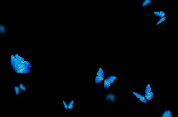 Uçan kelebek, kompozisyon, izole edilmiş, mavi, sarı, pembe, renkli, sinek, bahar, yaz