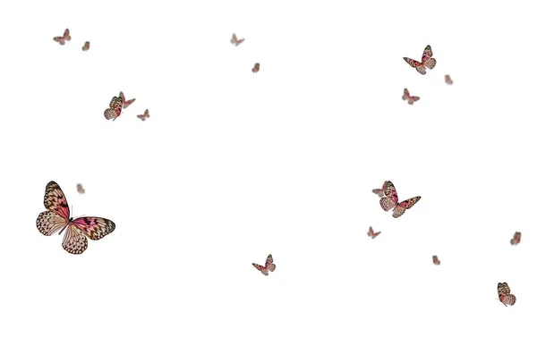 Uçan kelebek, kompozisyon, izole edilmiş, mor, beyaz, turuncu, renkli, sinek, bahar, yaz, izole edilmiş