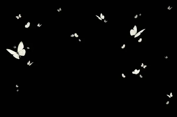 Uçan kelebek, kompozisyon, izole edilmiş, mor, beyaz, turuncu, renkli, sinek, bahar, yaz, izole edilmiş