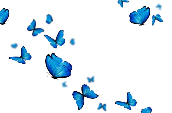 Flying Butterfly Composition Isolated Blue Yellow Pink Colorful Fly Spring — Stock Photo, Image
