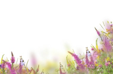 Çiçekler tarlada, yalnız, lavanta, papatya, çalı, bahar, yaz