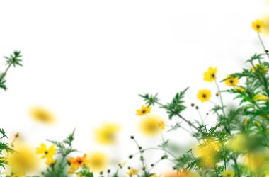 Çiçekler tarlada, yalnız, lavanta, papatya, çalı, bahar, yaz