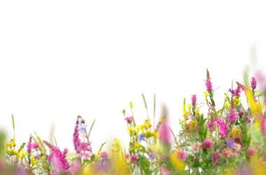 Çiçekler tarlada, yalnız, lavanta, papatya, çalı, bahar, yaz