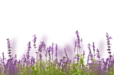 Çiçekler tarlada, yalnız, lavanta, papatya, çalı, bahar, yaz