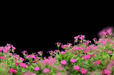 Çiçekler tarlada, yalnız, lavanta, papatya, çalı, bahar, yaz