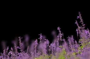 Çiçekler tarlada, yalnız, lavanta, papatya, çalı, bahar, yaz