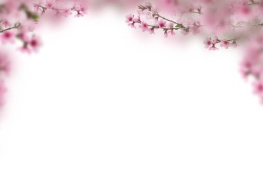 Kiraz çiçeği, sakura, izole, dal, pembe çiçekler, kompozisyon