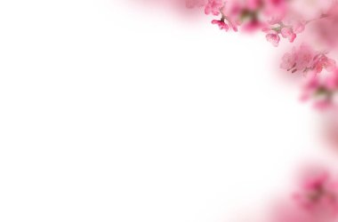 Kiraz çiçeği, sakura, izole, dal, pembe çiçekler, kompozisyon