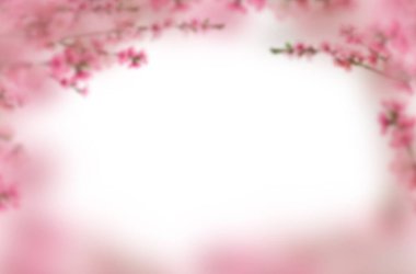 Kiraz çiçeği, sakura, izole, dal, pembe çiçekler, kompozisyon