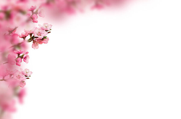 Cherry blossom, sakura, isolated, branch, pink flowers, composition