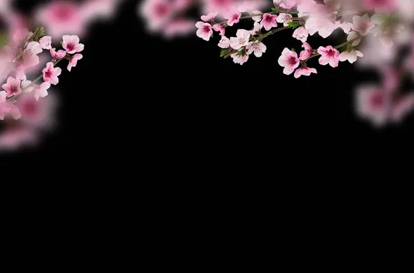 Kiraz çiçeği, sakura, izole, dal, pembe çiçekler, kompozisyon