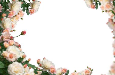 Gül bileşimi, izole, bulanık, kırmızı, pembe, beyaz, gül, çiçek, tarla, doğal