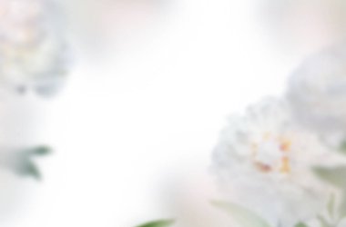 Şakayık rengi, kompozisyon, izole doğa, çiçekler, bahar, yaz