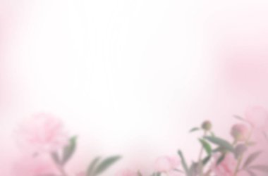 Şakayık rengi, kompozisyon, izole doğa, çiçekler, bahar, yaz