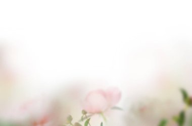 Şakayık rengi, kompozisyon, izole doğa, çiçekler, bahar, yaz