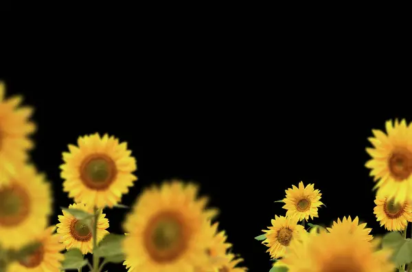 Sunflowers field, sunflowers, isolated, flower, field, composition, nature, blur