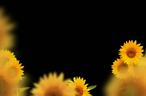 Sunflowers field, sunflowers, isolated, flower, field, composition, nature, blur