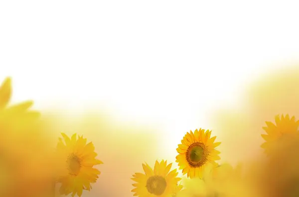 Ayçiçeği tarlası, ayçiçekleri, izole edilmiş, çiçek, tarla, bileşim, doğa, bulanık