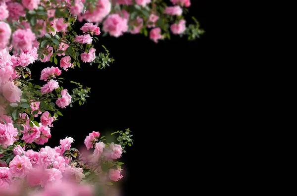 Gül bileşimi, izole, bulanık, kırmızı, pembe, beyaz, gül, çiçek, tarla, doğal