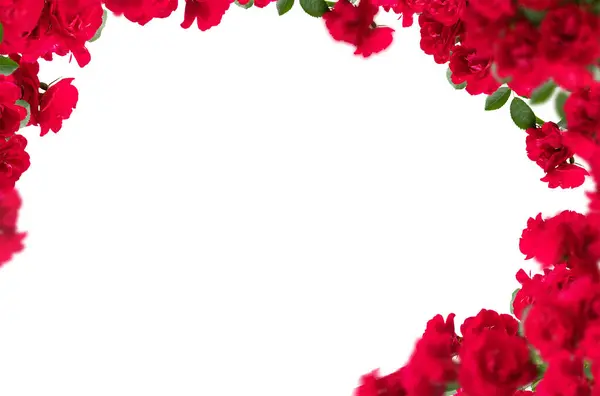 Gül bileşimi, izole, bulanık, kırmızı, pembe, beyaz, gül, çiçek, tarla, doğal