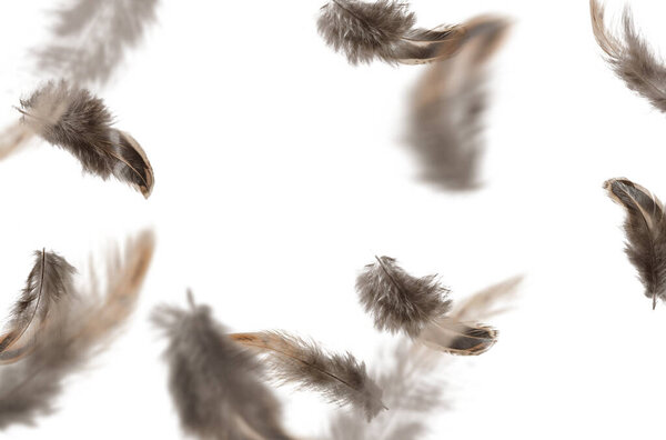 Летающая лихорадка, муха, небо, композиция, птицы, облака, лихорадка, одиночество