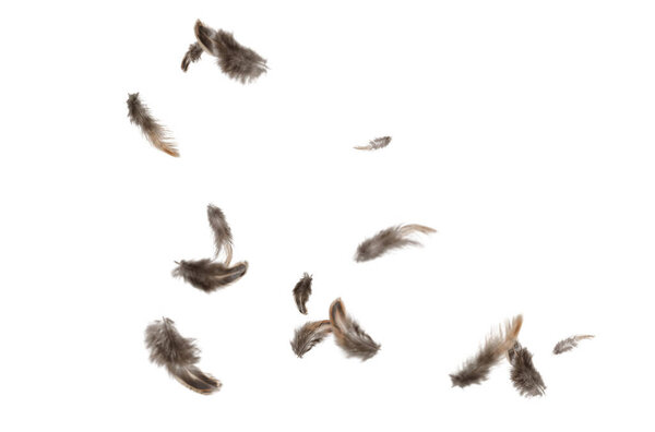 Летающая лихорадка, муха, небо, композиция, птицы, облака, лихорадка, одиночество