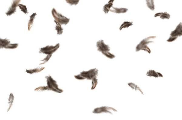 Летающая лихорадка, муха, небо, композиция, птицы, облака, лихорадка, одиночество