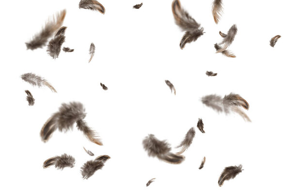 Летающая лихорадка, муха, небо, композиция, птицы, облака, лихорадка, одиночество