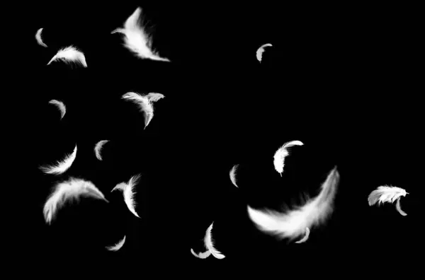 Uçan tüy, sinek, gökyüzü, bileşim, kuşlar, bulutlar, tüy, izole edilmiş