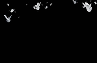 Romantik kompozisyon, kelebek, kalp, çiçek, güvercin, tüy, gül, izole, doğa, arka plan, sevgililer günü