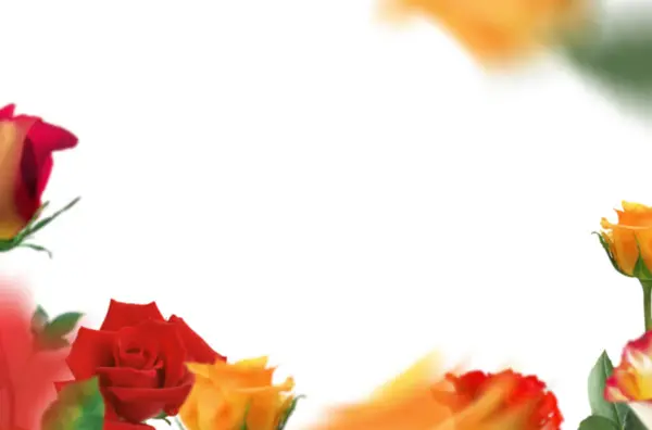 Romantik kompozisyon, kelebek, kalp, çiçek, güvercin, tüy, gül, izole, doğa, arka plan, sevgililer günü