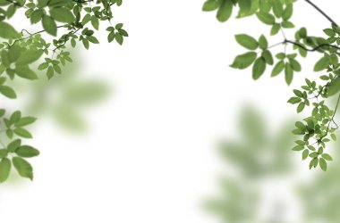 mimoza, kestane, üzüm, kiraz çiçeği, elma çiçeği, doğa, yalıtılmış, kompozisyon, ilkbahar, yaz