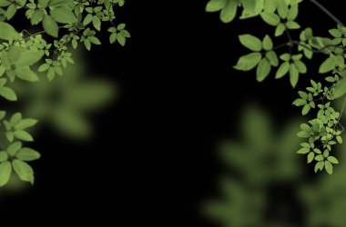 mimoza, kestane, üzüm, kiraz çiçeği, elma çiçeği, doğa, yalıtılmış, kompozisyon, ilkbahar, yaz