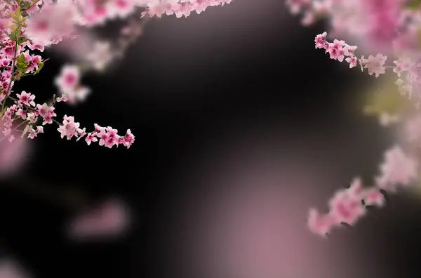 mimoza, kestane, üzüm, kiraz çiçeği, elma çiçeği, doğa, yalıtılmış, kompozisyon, ilkbahar, yaz