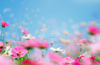 Yaz kompozisyonu, kelebek, çiçek, yeşil çimen, tarla, yalıtılmış bahar