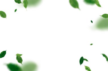 Yeşil yapraklar, dal, bahar, yaz, kompozisyon, yalıtılmış, yapraklar