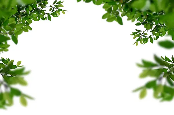 Yeşil yapraklar, dal, bahar, yaz, kompozisyon, yalıtılmış, yapraklar