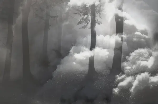 Smoke bomb, smoke, fog, isolated, composition, forest, mist