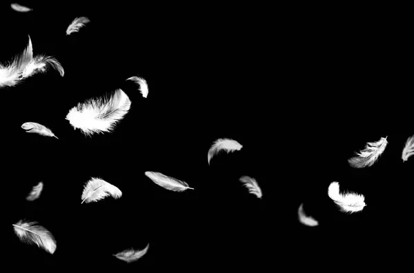 Uçan tüy, yalıtılmış, beyaz, kompozisyon, gökyüzü, melek