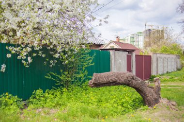 Evin yakınındaki kırık ağaç.